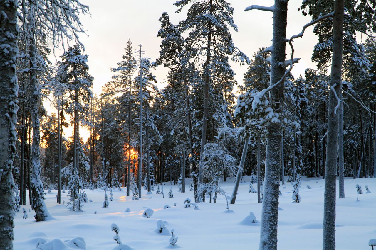 Luminen metsä, aurinko laskee puiden taakse.