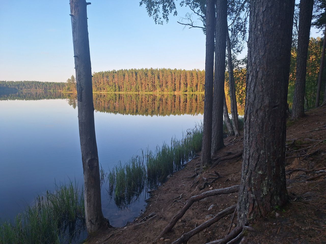 Tyyni järvimaisema. Etualalla puunrunkoja, taustalla kumpuilevaa metsää.