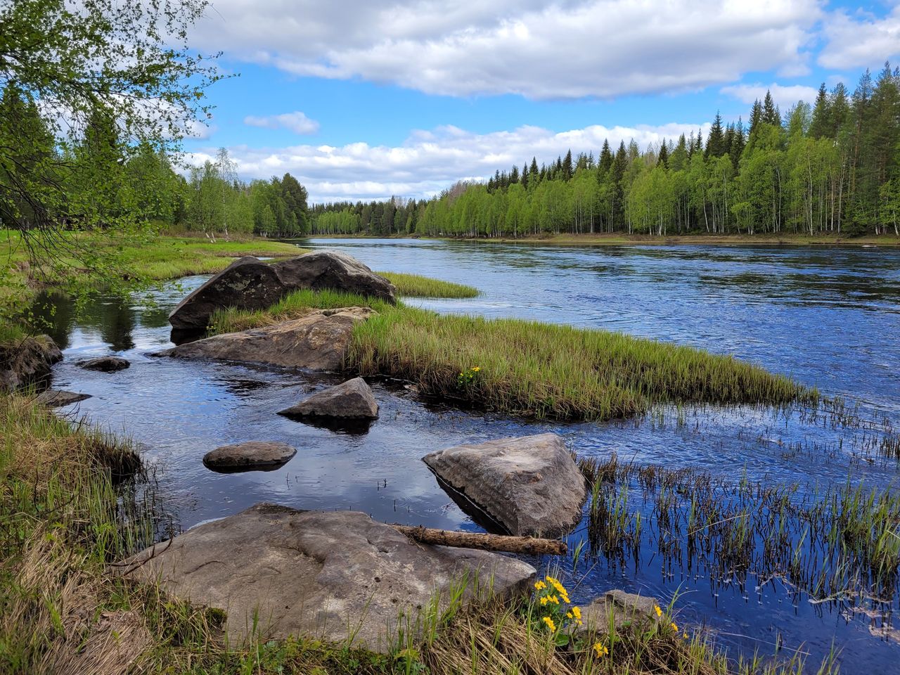 A river flows on a sunny summer day. In the foreground, there are rocks on the shore and grass is growing.