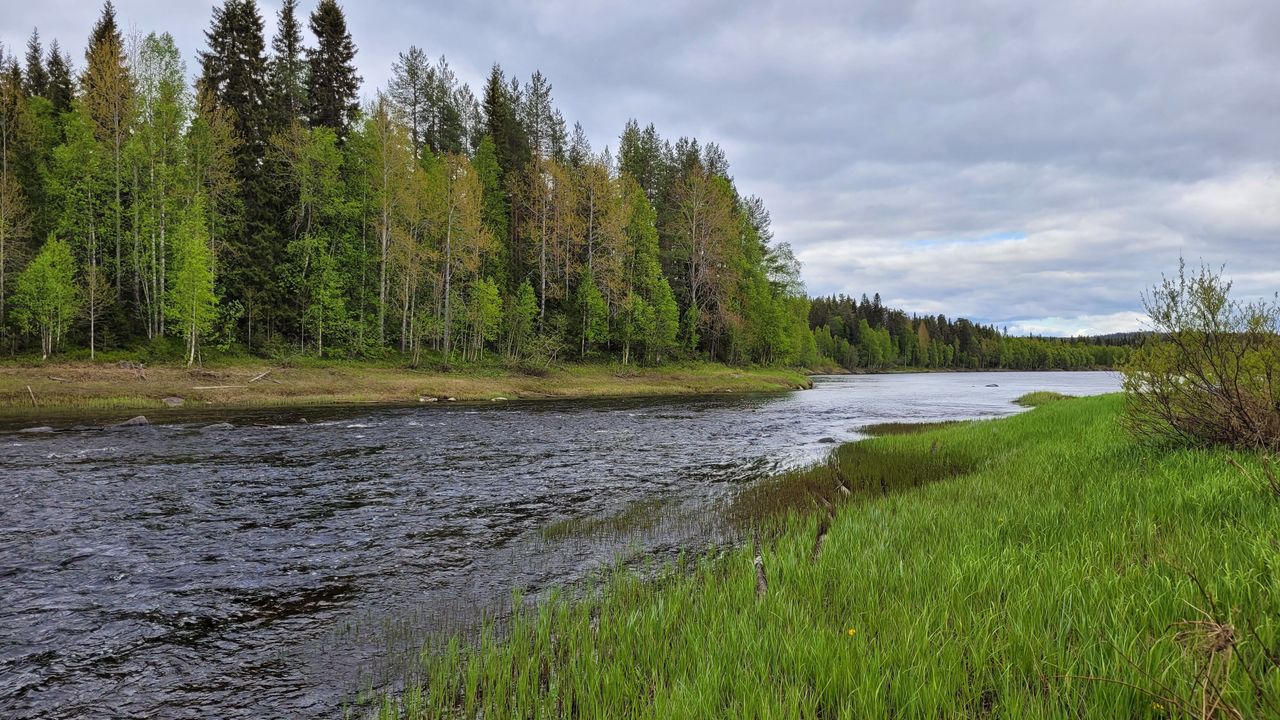 A river flows on a cloudy summer day. On one bank, there is grassland, and on the other, there is forest.