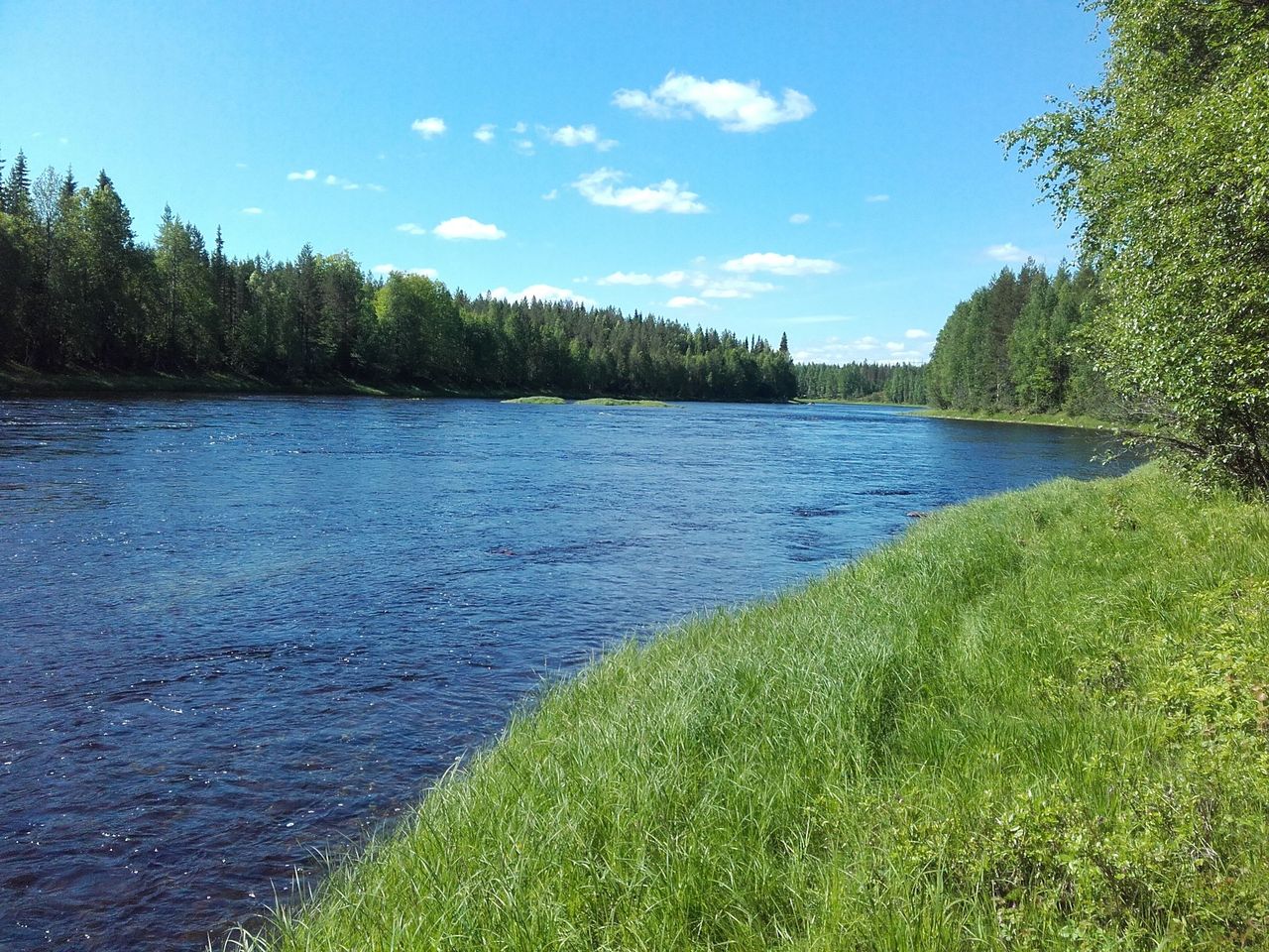 In the foreground, there are reeds on the shore and a river flows in the background. The sun is shining from a cloudless sky and the leaves on the trees are green.