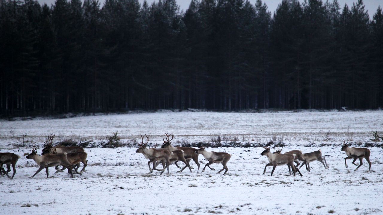 Forest reindeer are running in a snowy field.