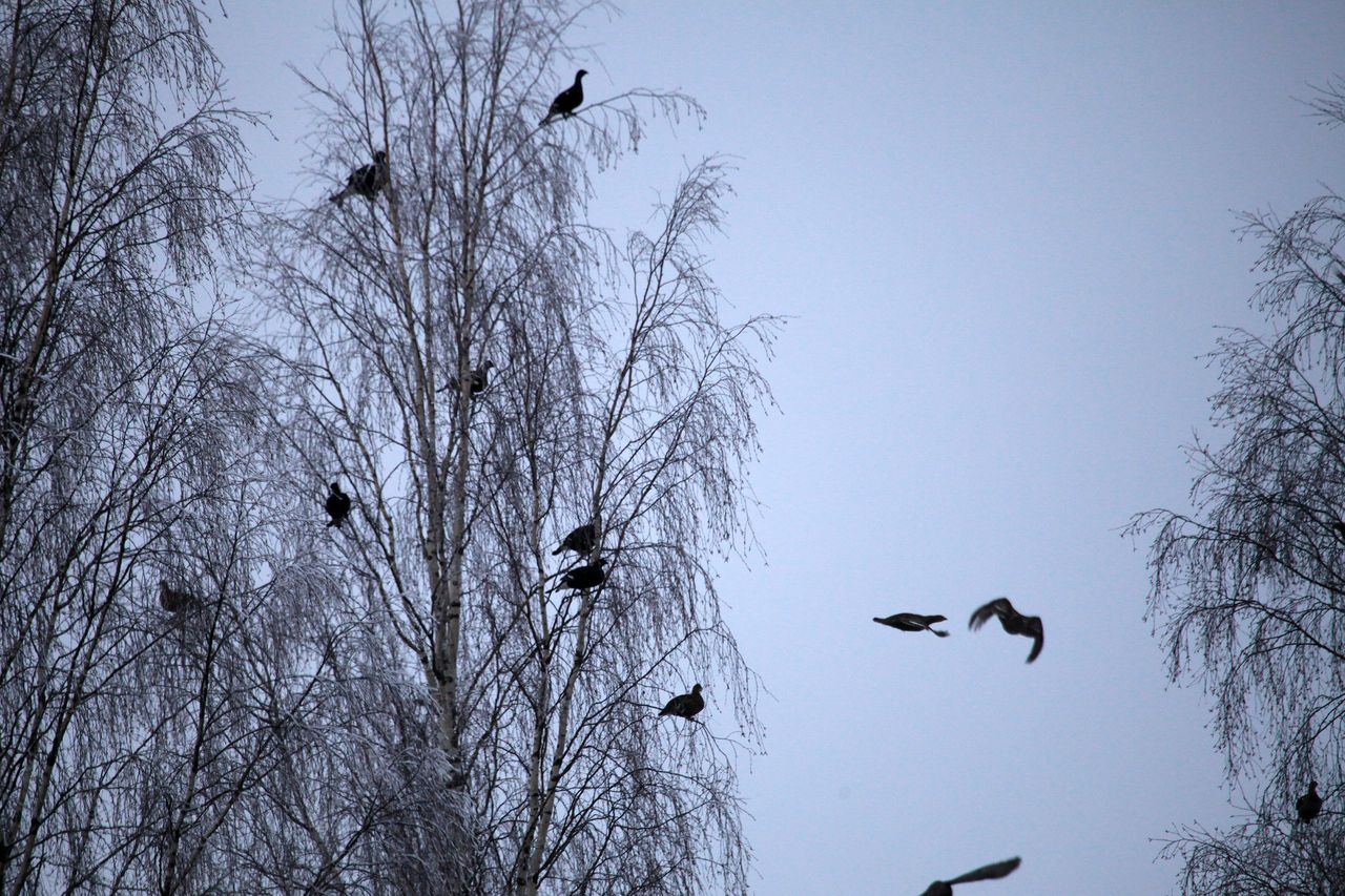 Black grouses are sitting in a tree.