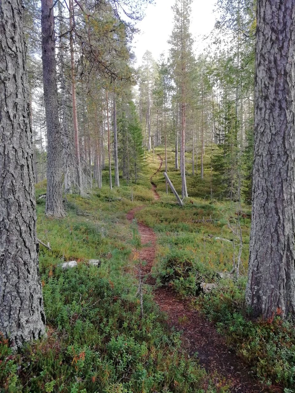Kapea polku johtaa loivaa mäen rinnettä ylös. Rinteessä kasvaa puita.
