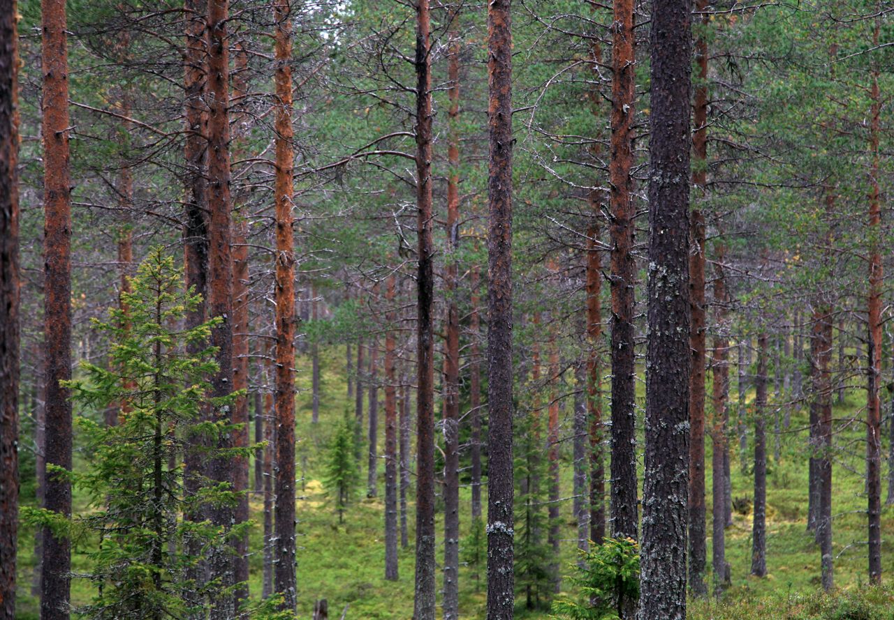 Mäntymetsää.