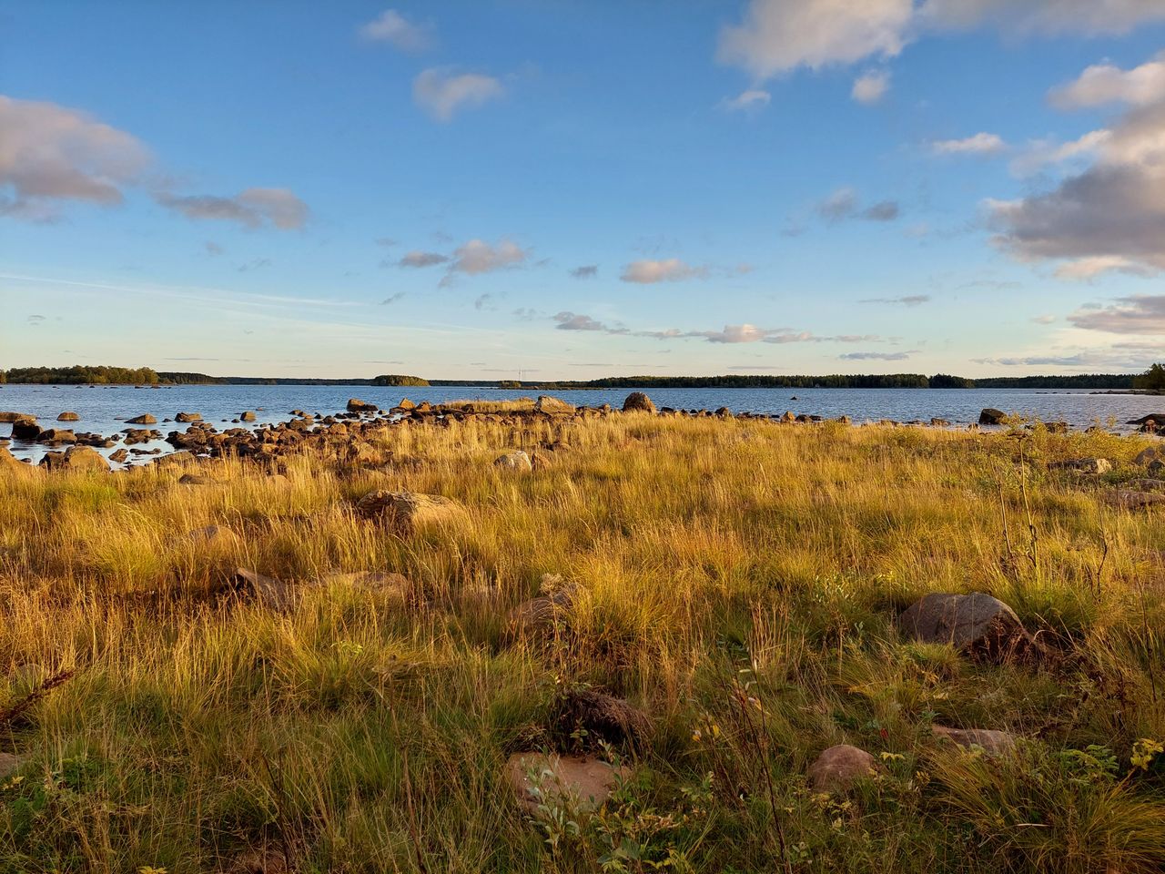 Rantaheinikkoa, taustalla sinisenä kimmeltävää vettä. Taivas on kirkaan sininen.