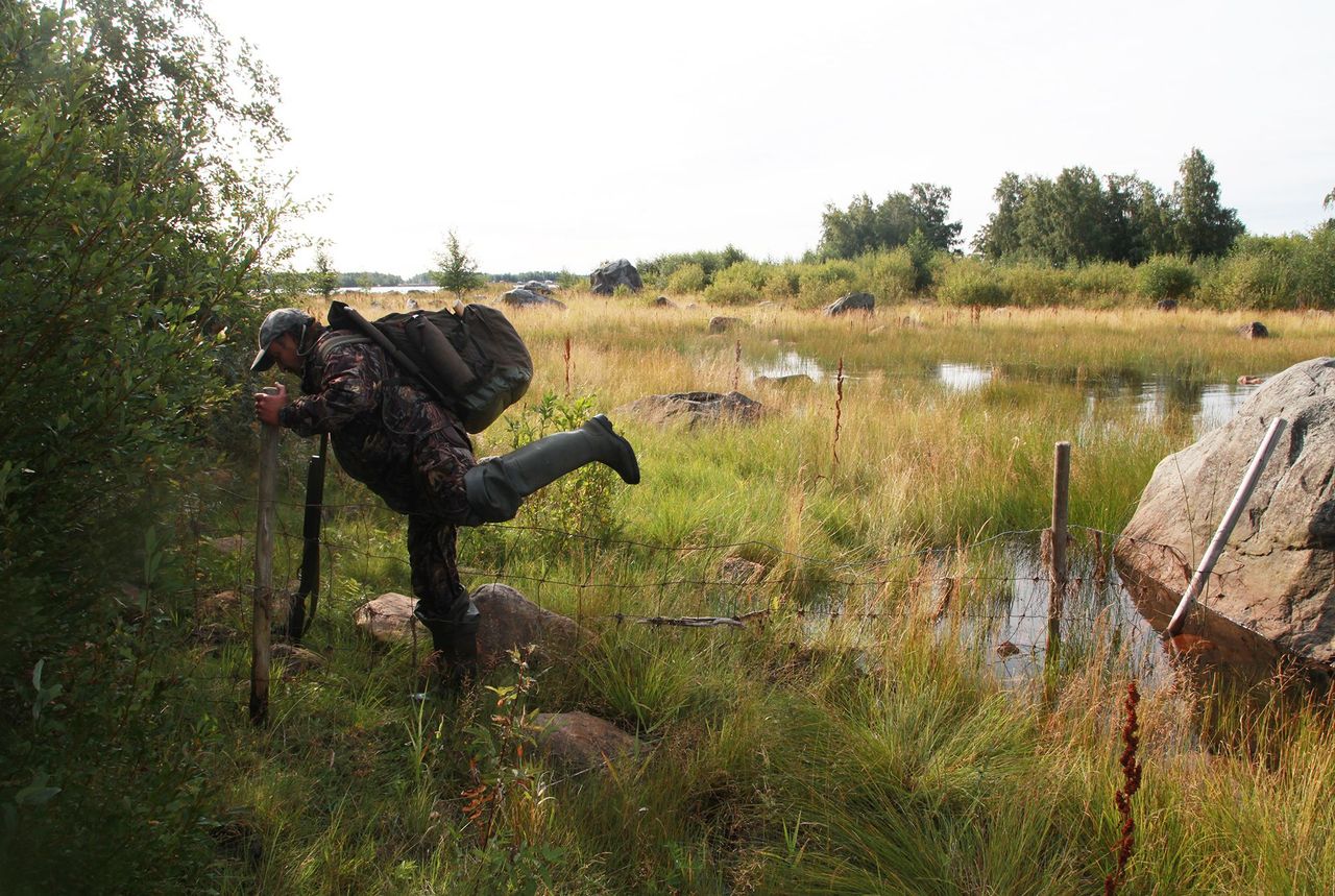 Metsästäjä ylittää matalaa lammasaitaa. Päällään hänellä on kumisaappaat ja reppu, kädessä metsästysase. Taustalla on rantakaislikkoa.