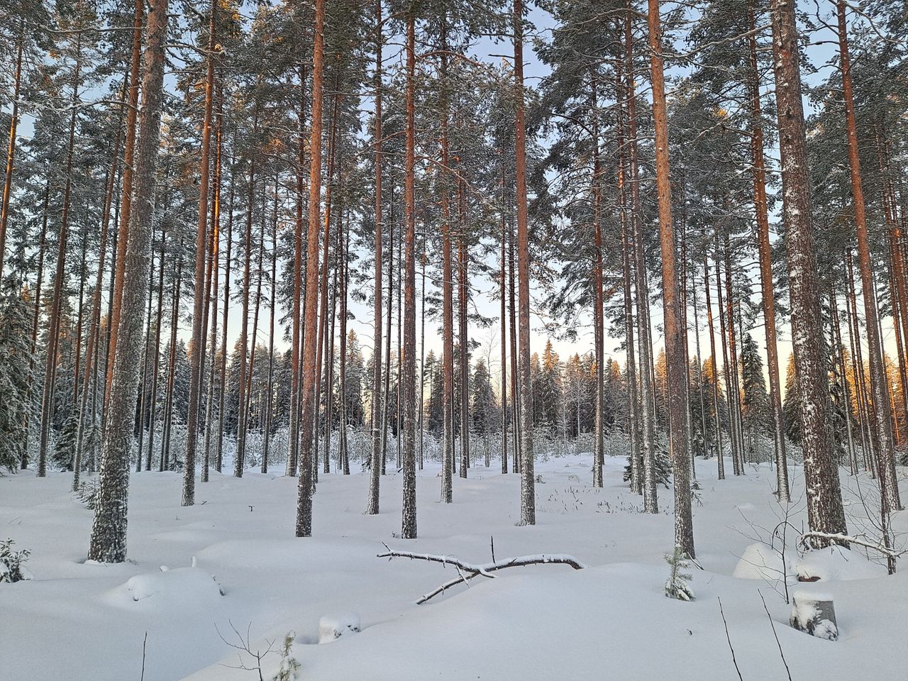 A winter pine forest. The bright sky peeks through the trees.