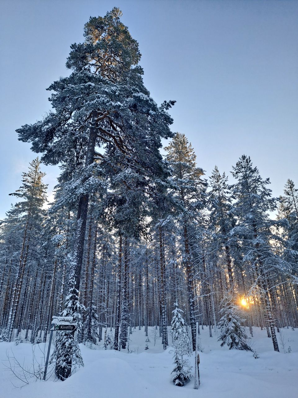  A winter forest. There is snow on the trees and the ground, and the sun is setting between the trees.