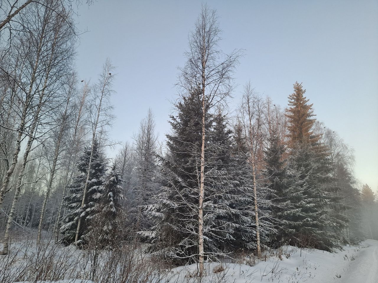 A winter forest. There is a little snow on the trees and the ground, and the sky is blue.