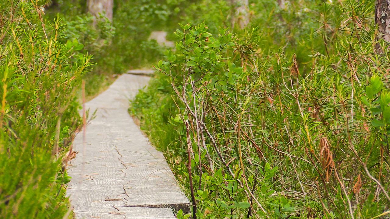  A close-up of a boardwalk surrounded by marsh vegetation.