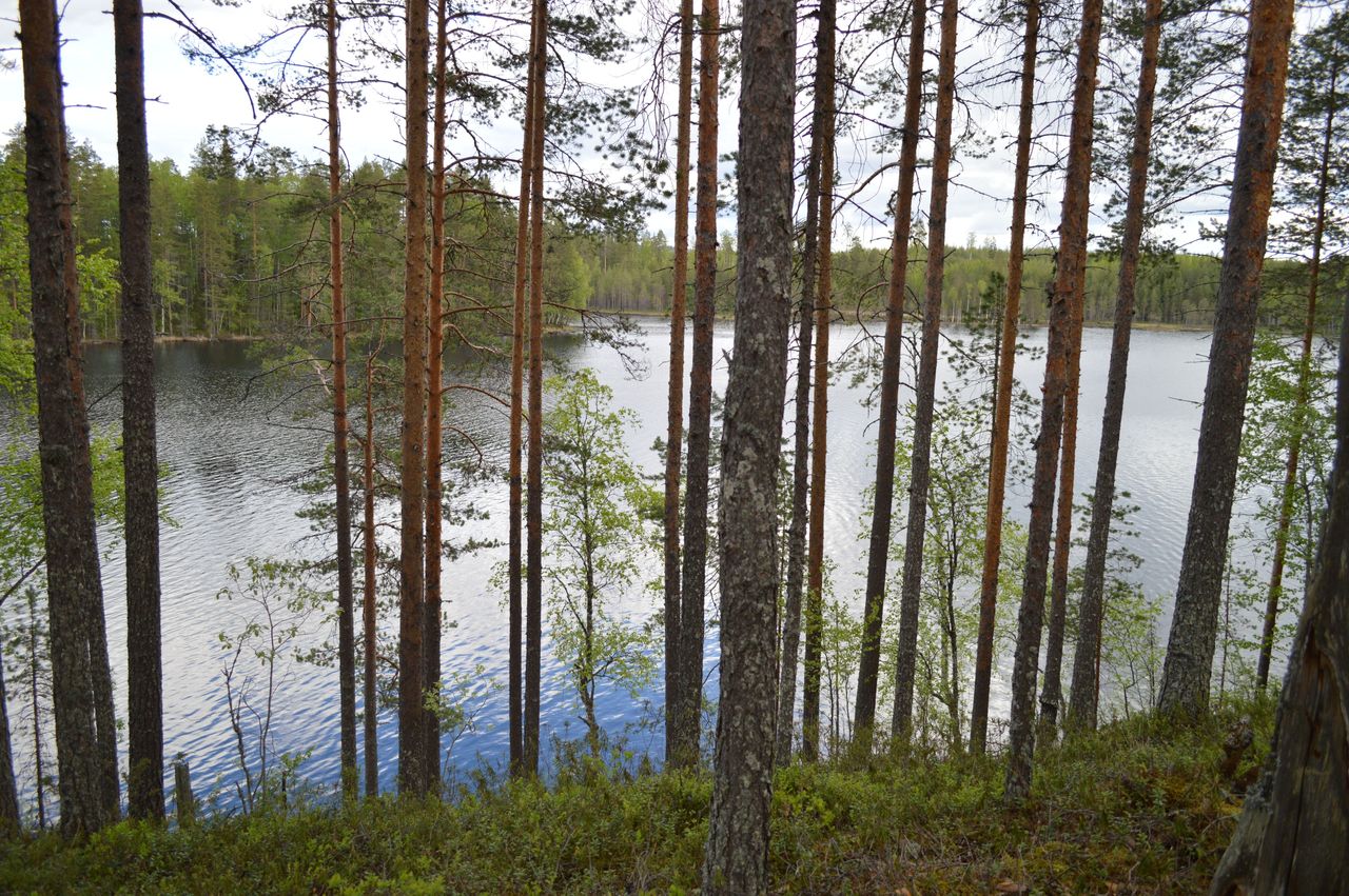 Rinteessä kasvavien mäntyjen takana näkyy järvi.