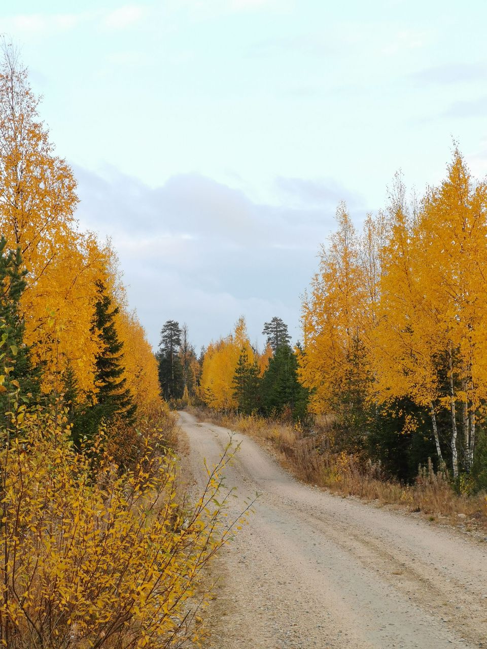 Hiekkatie metsän keskellä. Puissa on keltaiset lehdet ja taivas on pilvinen.