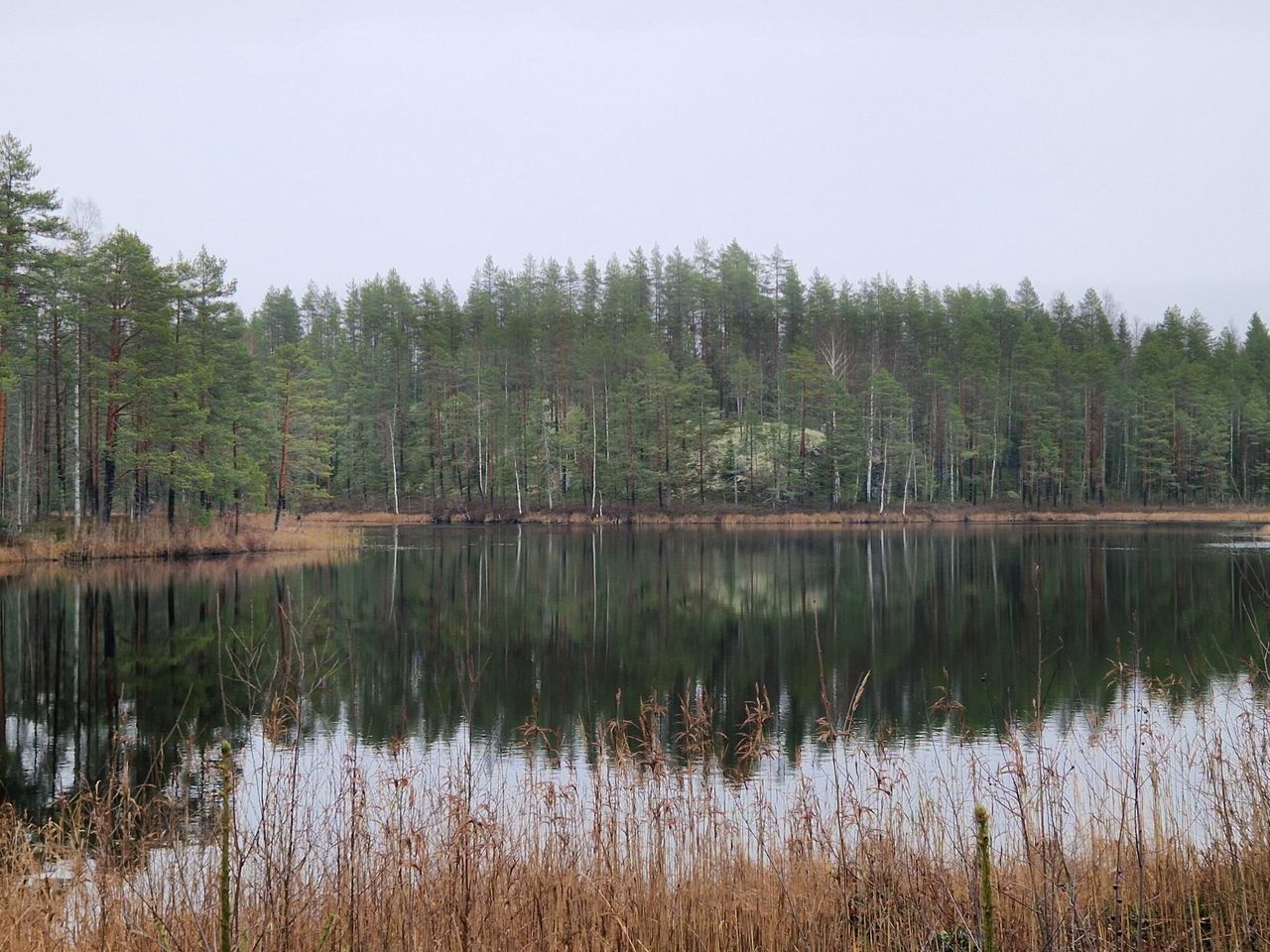 A calm lake reflecting the mixed forest visible in the background.