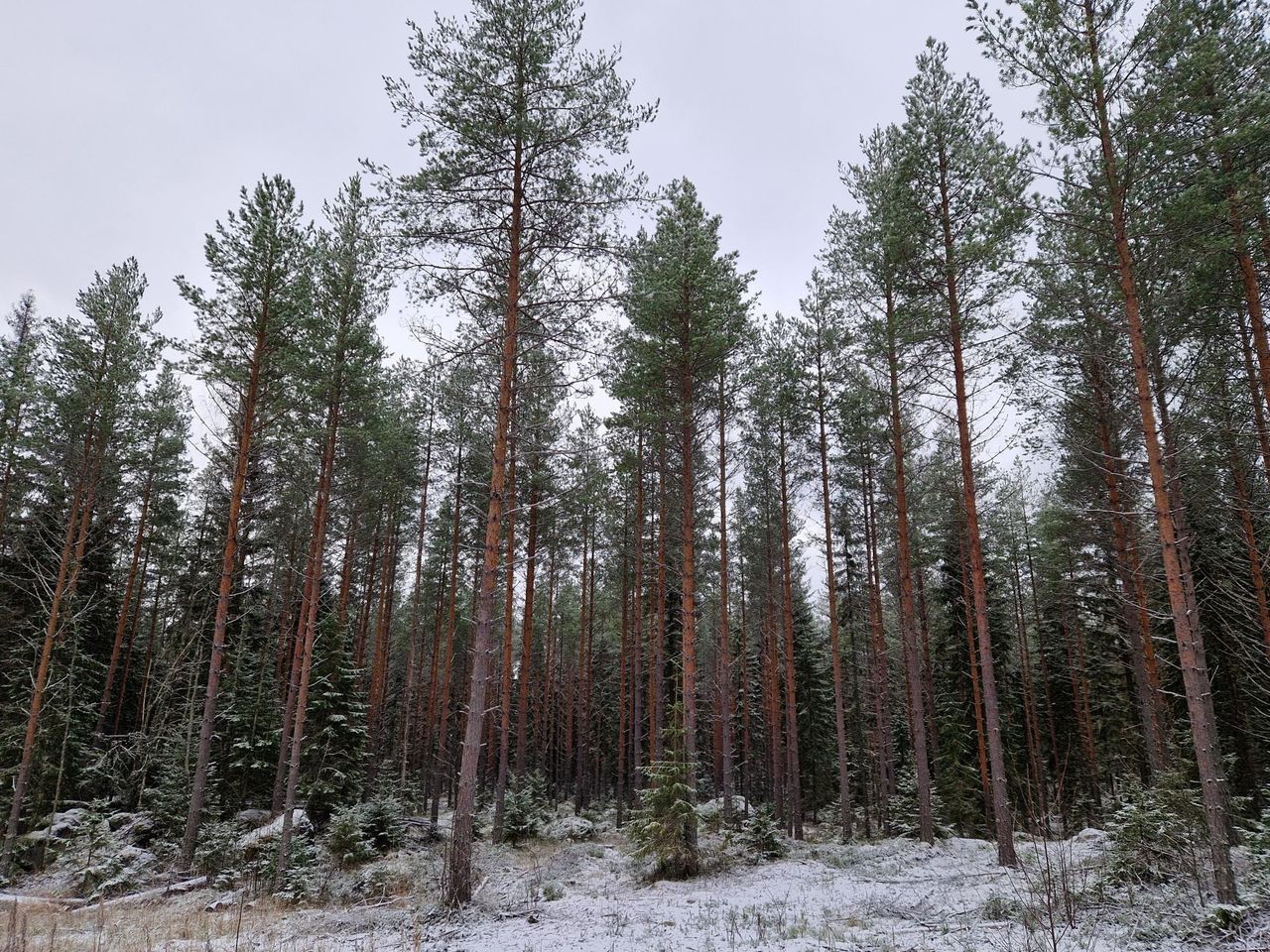 Sparsely growing tall pines covered by a light first snow.